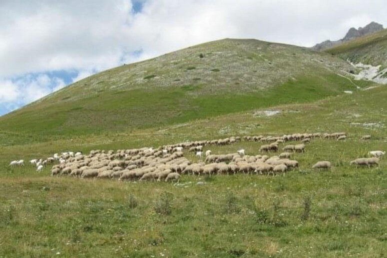 Convivenza fauna selvatica e attività zootecniche: accordo Parco-Confagricoltura